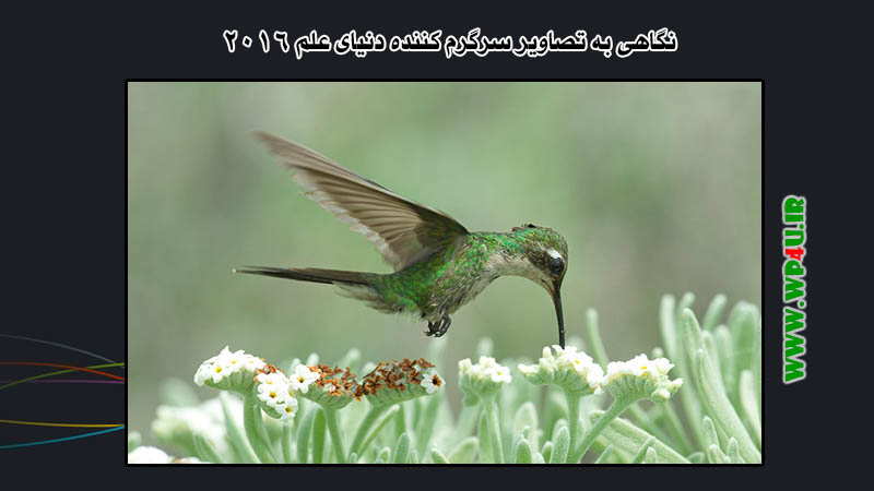 تصاویر سرگرم کننده دنیای علم 2016